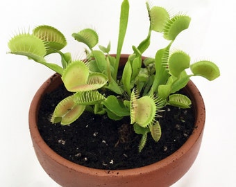 Venus fly trap | Etsy