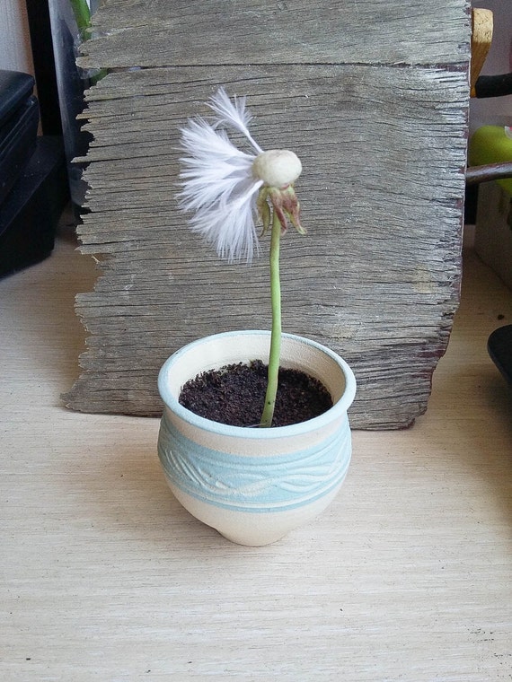 Items similar to Dandelion decor arrangement on Etsy