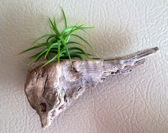 Set of 4 Authentic California Driftwood & Pacific Succulent Handcrafted Magnets