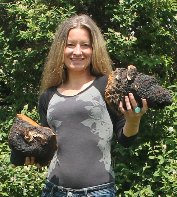 1 LB Chaga Large Chunks Mushroom Tea Pure Superfood Dried