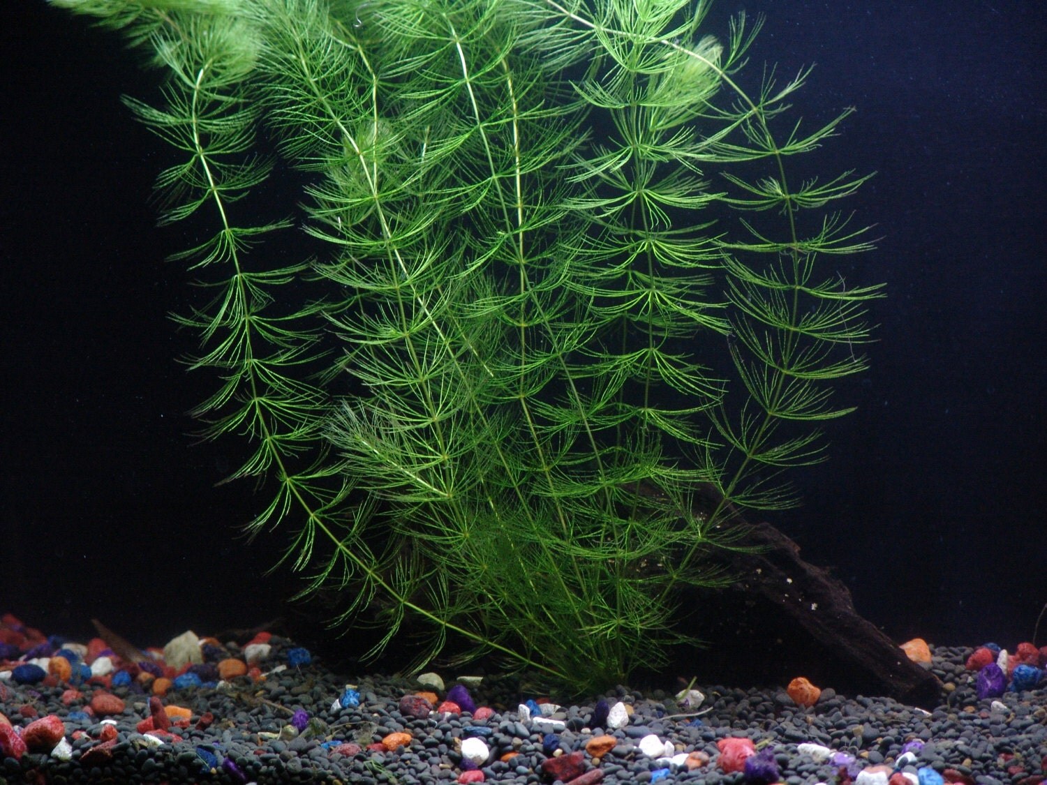 Hornwort Bunch 5 Stems Ceratophyllum Demersum Beginner