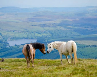 Horse in landscape | Etsy