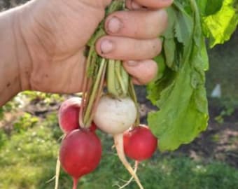 Radish Mix 4 varieties, 100+ heirloom seeds