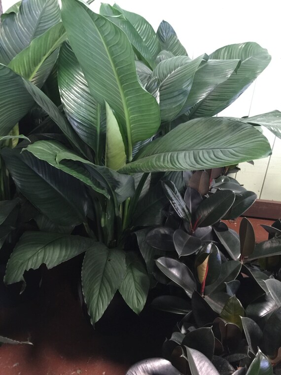 XXL Giant Peace Lily Live Tropical House Plant by ThePlantPantry