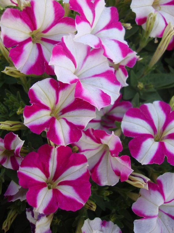 PICOBELLA ROSE STAR Mini Petunia Seeds Small Tiny Blooms