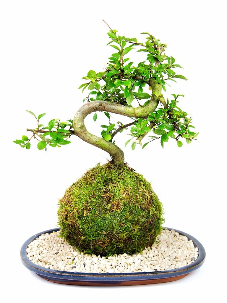 Kokedama Chinese Elm Bonsai in a live moss ball and with