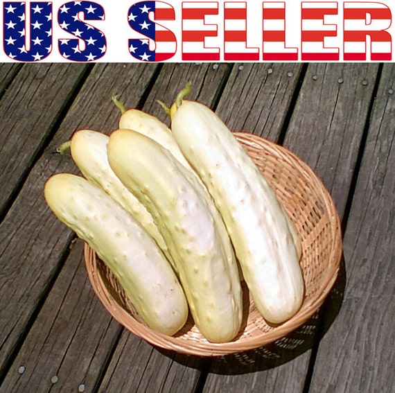 30 Bianco Lungo Italian Cucumber Seeds Heirloom NONGMO