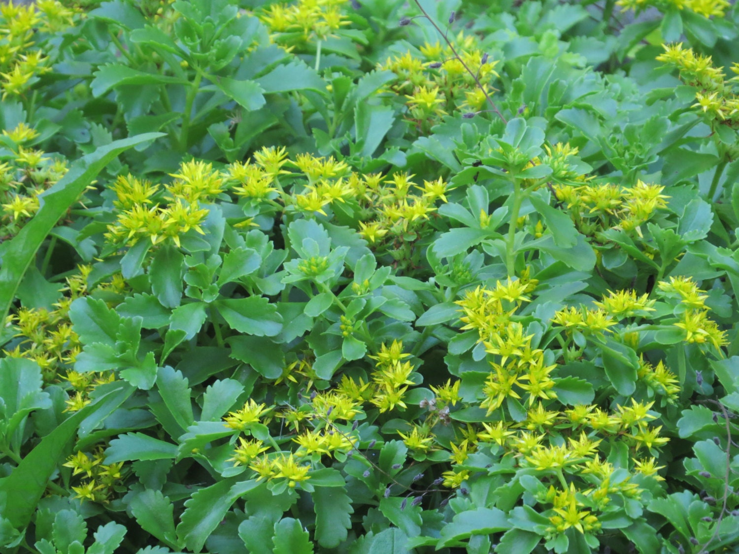 Stonecrop Sedum Kamchatka perennial plants live plants