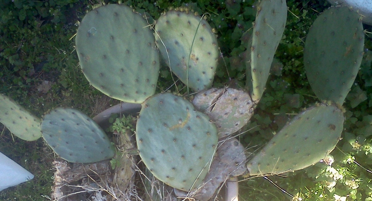 Prickly Pear succulent pads plants cactus by ...