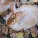 Red Satin Angora Rabbit Fiber 1/2 oz combed