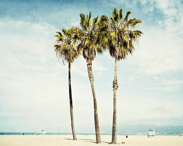 California Palm Trees Venice Beach Photograph Los Angeles
