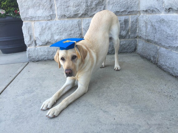 graduation hat for dogs