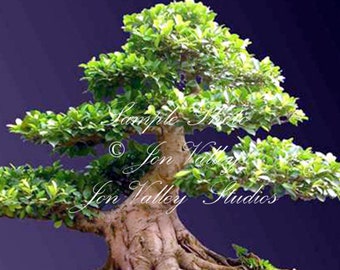 Ficus hispida Rare Fig Tree 10 Seeds Tropical Plant ornamental - Bonsai or Standard Rugged Bark From Tropical Asia Hairy leaves