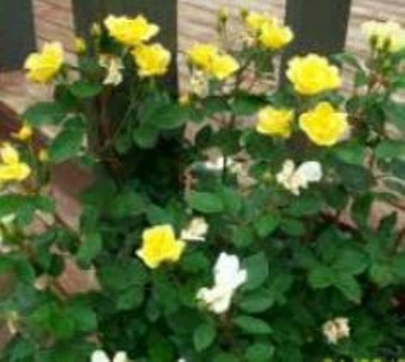 Yellow Sunny Knockout Rose plants 2 by Newlifenurserydotnet