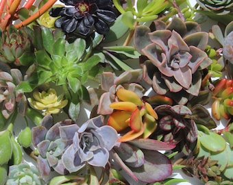 75 succulent cuttings 75 succulent clippings plant cuttings wholesale succulent cuttings bulk succulent clippings 1-5" large clippings