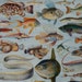 Vintage print.1920's.FISHES.Beautiful print.80 years old print.Vintage illustration.Antique print,Fish prints12,1x9" or 23x31cm.