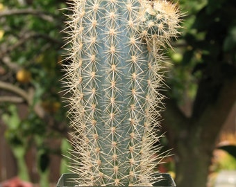 Pilocereus Azureus Blue Column Cactus Plant