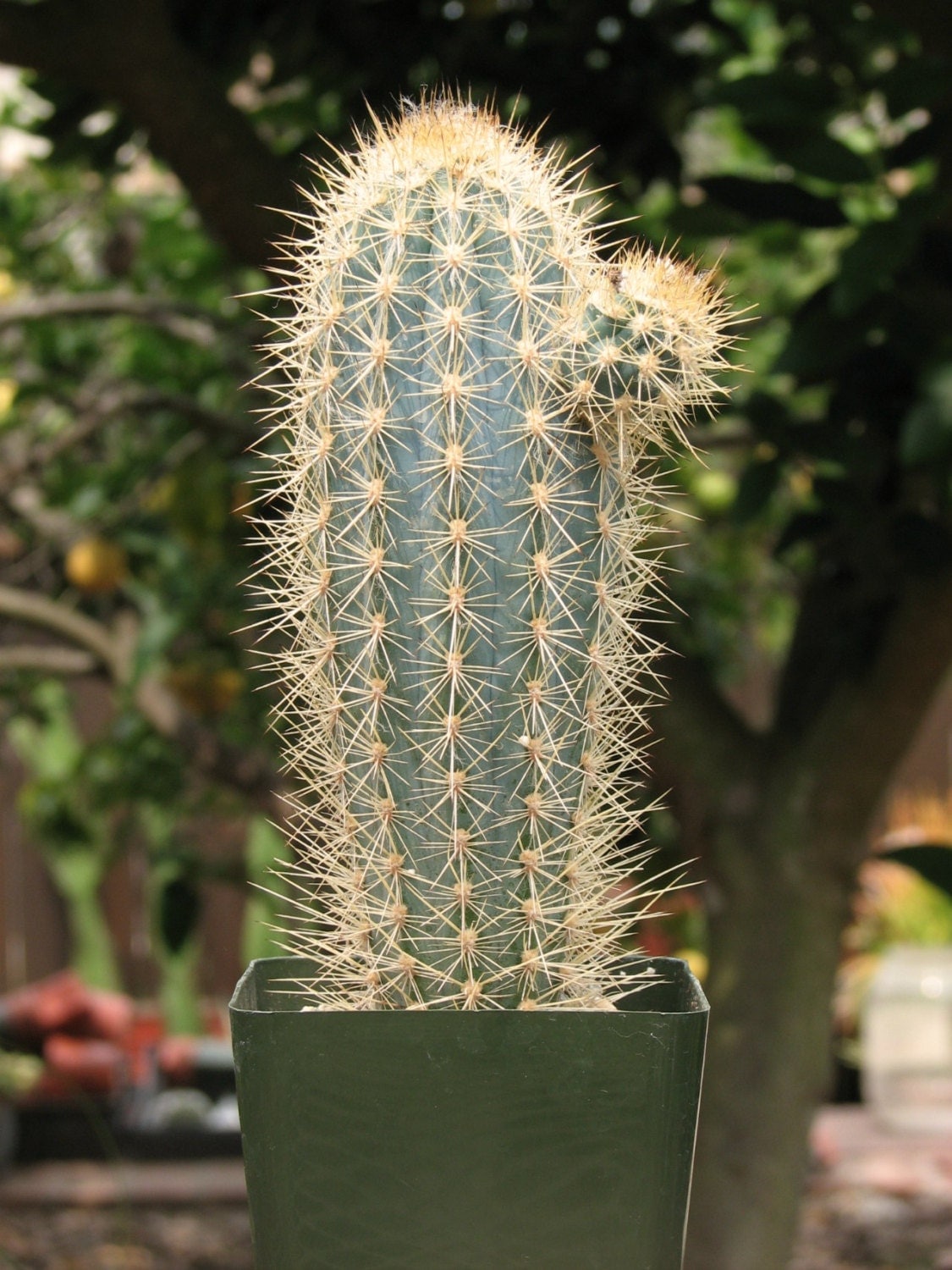 Pilocereus Azureus Blue Column Cactus Plant