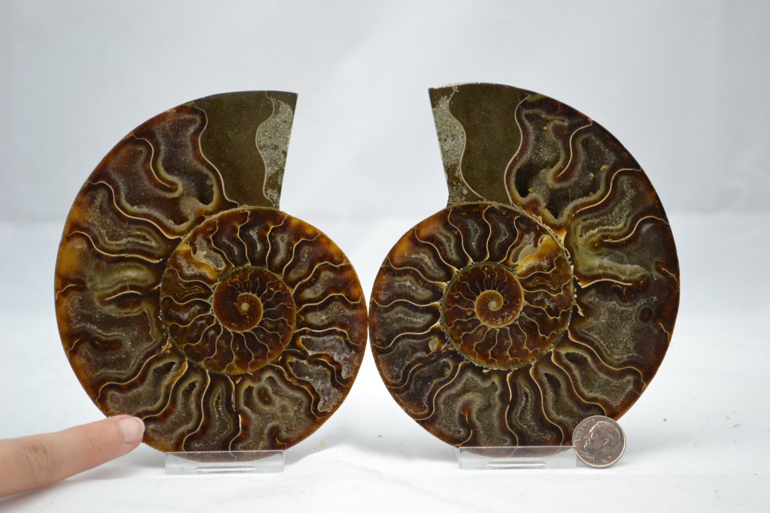 dinosaur ammonite