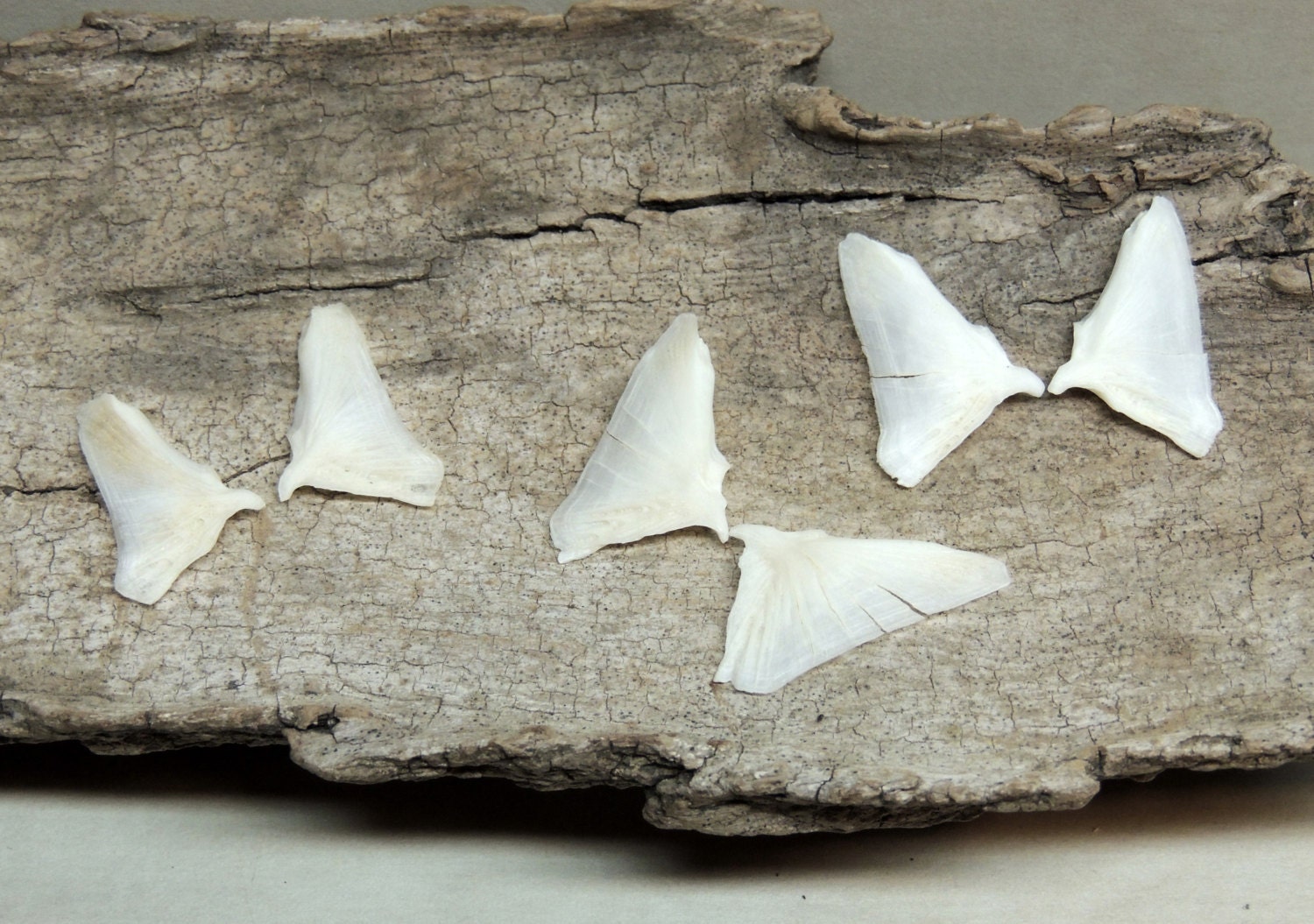 6 Catfish Opercular Gill Plates for Curiosity Jewelry