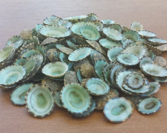 Green Limpet Shells (35/105), Beach Decor, Seashells, Shells, Craft Shells, Small Shells, Green Limpet Shells