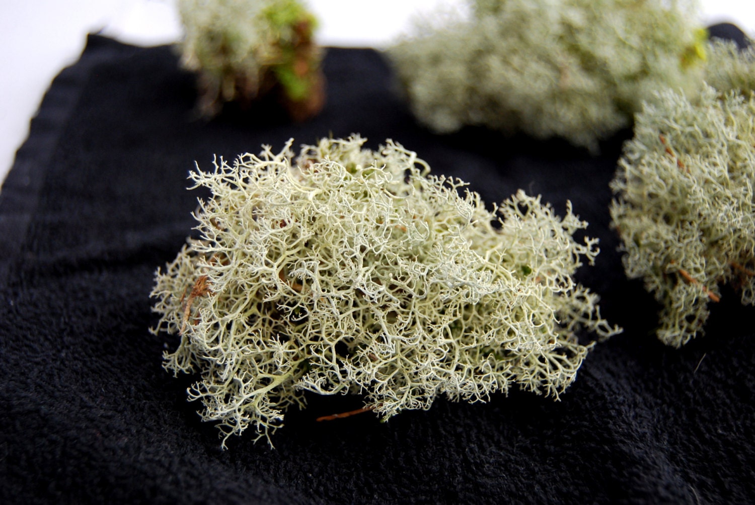 Reindeer moss 5 pieces of real white reindeer lichen for