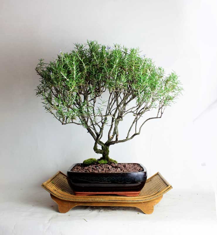 Rosemary Bonsai tree Summer Edible Bonsai Collection by