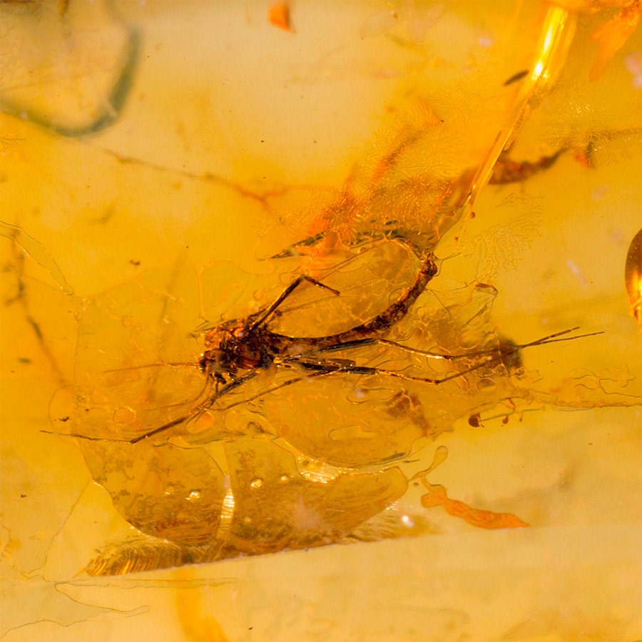 AMBERMILANA 4 Psc Natural Fossil Baltic Amber With Guadeloupe