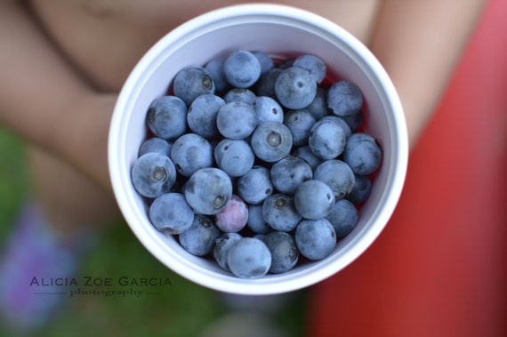 Fine Art Photography in Red, White & Blue / Blueberries / Child Holding Berries Home Decor Summer Art Print