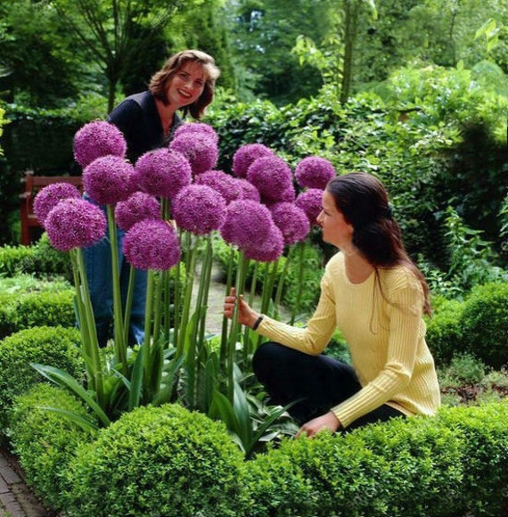 GIANT ALLIUM GLOBEMASTER Allium Giganteum Flower by Greenworld1