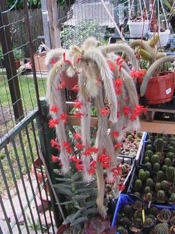 Hildewintera Colademononis Stunning Monkey Tail Cactus Red