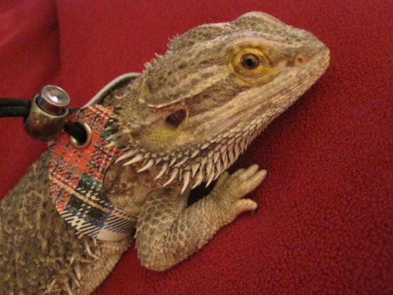 Large Lizard Leash/Reptile Harness Plaid by LizardLovers ...