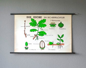 Vintage botanical chart educational school pull down chart oak tree botanical tree West German