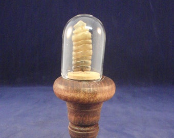 Taxidermy Rattlesnake tail in miniature glass display dome on a pedestal #2