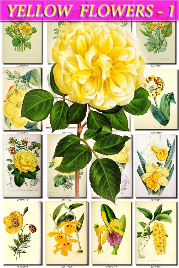 YELLOW-1 FLOWERS Collection of 165 vintage by ArtVintage1800s