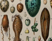 Antique print.1900.EGGS.115 years old print.Natural History.Antique French book plate.9,1x12,10" 24x31cm. Biology print.