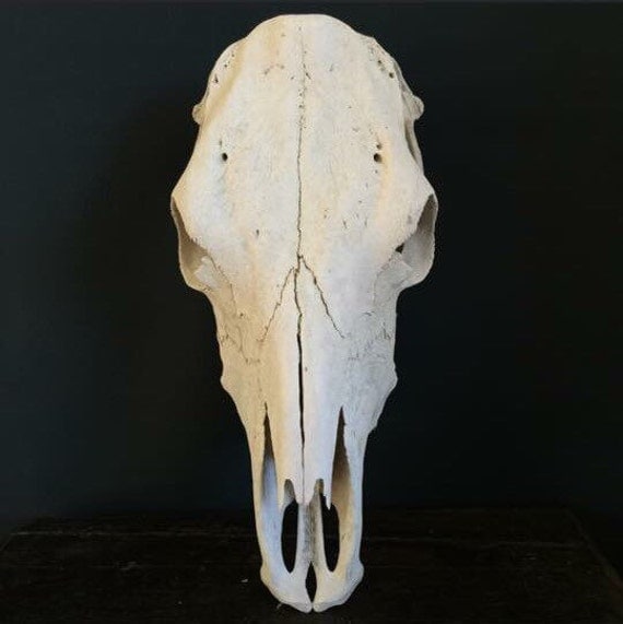 Real Cow Skull Taxidermy Bones Skull