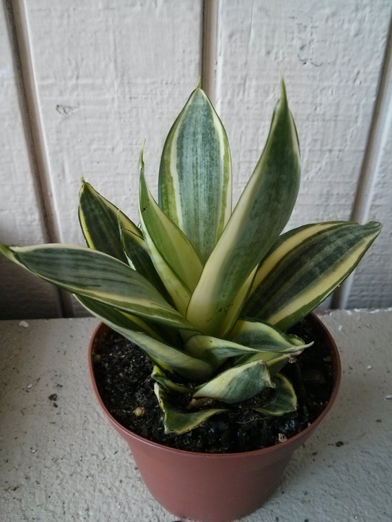 Star-shaped Sansevieria Snake Plant