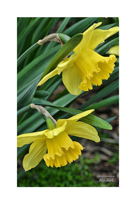 Yellow Daffodil Flowers Leaves Stems Garden Closeup