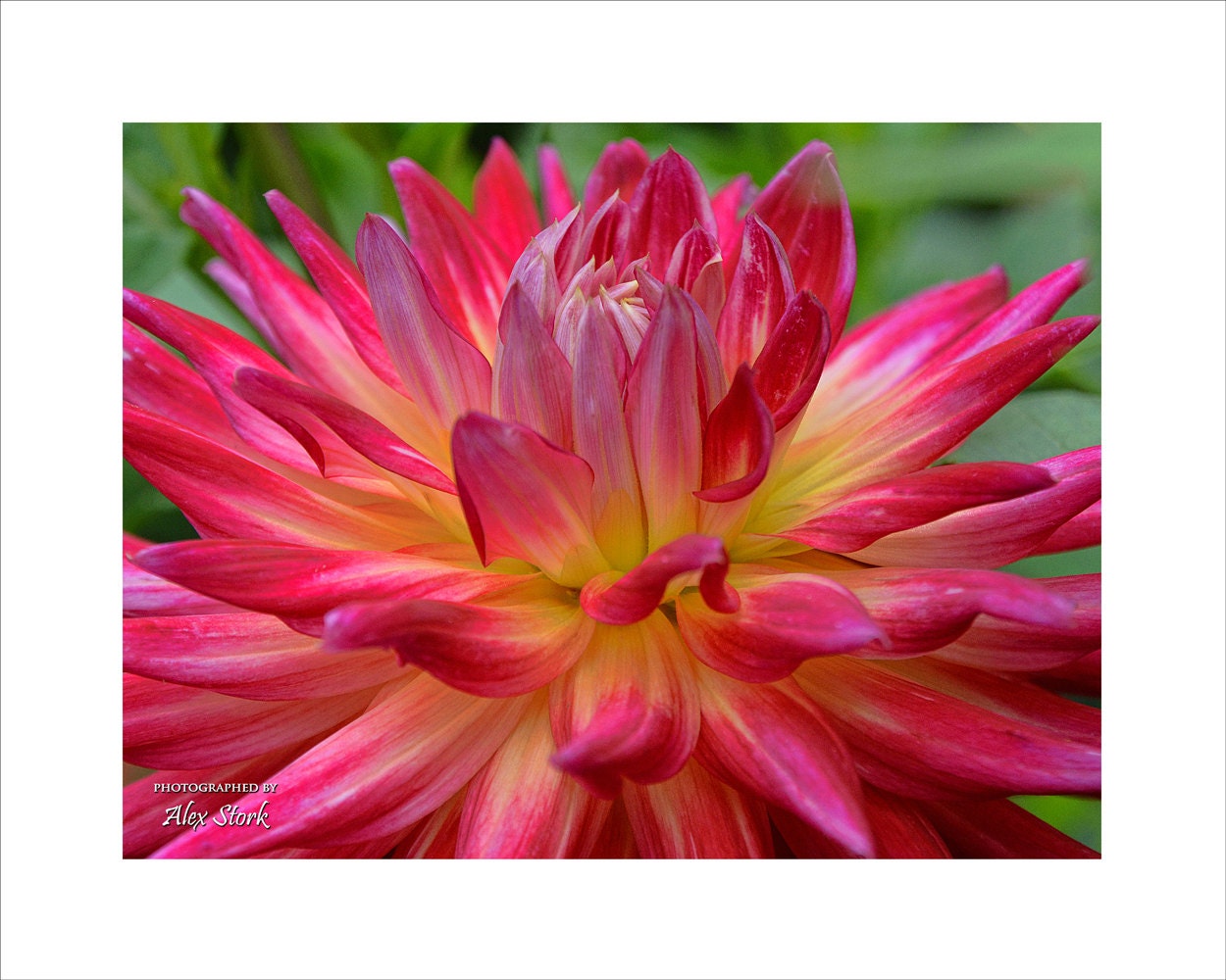 Dragonberry Dahlia Flower Closeup Detailed Gorgeous