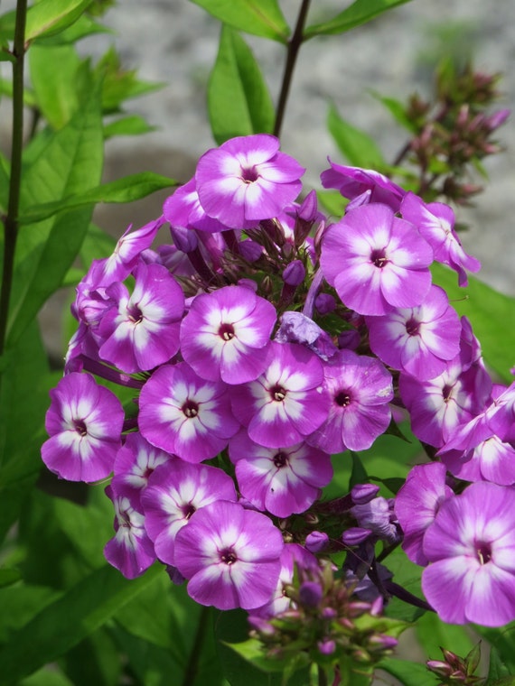 Tall Garden Phlox Phlox Paniculata by GreenLeafGardens on Etsy