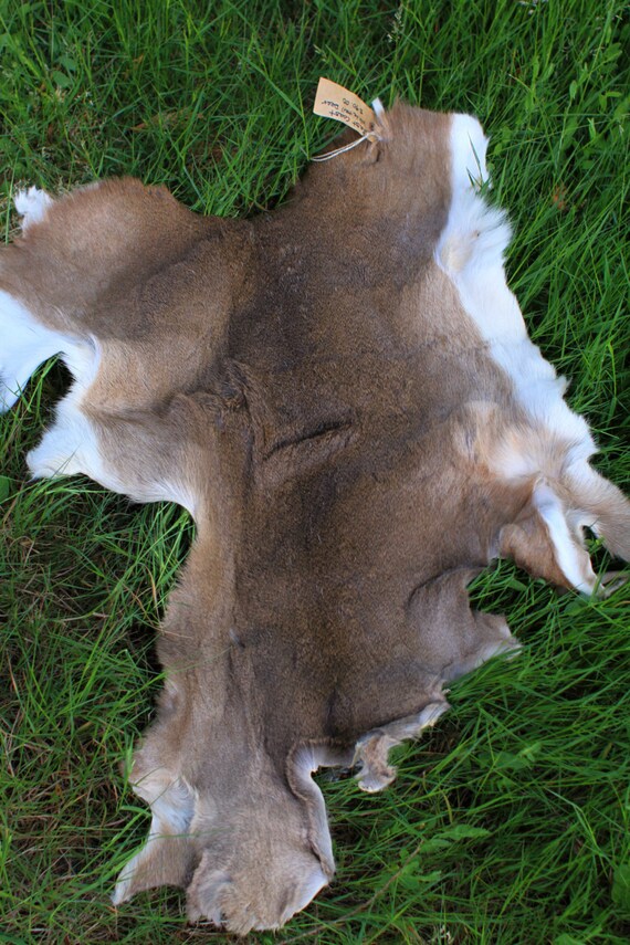 Cute Vintage Tanned Whitetail Deer Hide