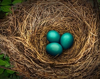 Nest of Robin Blue Eggs on a Tree Branch A Sure Sign of Spring in Michigan No.20345 Fine Art Bird Nature Photography