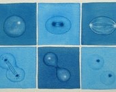 Blue Mitosis - original watercolor painting - cell division