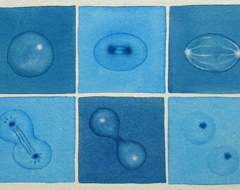 Blue Mitosis - original watercolor painting - cell division