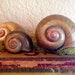 FOR SABINE Beautiful Giant Snail Shell Natural History Curiosity