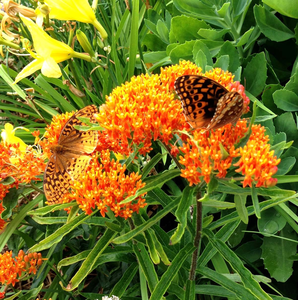 Butterfly Weed Seeds Orange Milkweed Asclepias Tuberosa