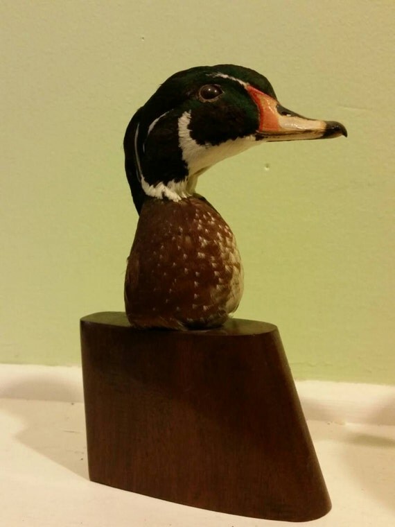 SALE Taxidermy Duck Head Table Top Mount One by TiffLittleFingers