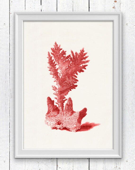 Red coral no.15 Decorative arts Wall art Coral by ...
