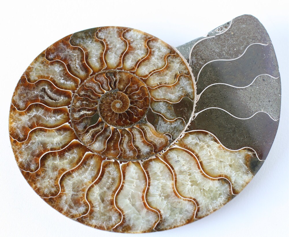 ammonite shell ammonite shell